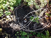 Sklízíme úrodu na školní zahrádce